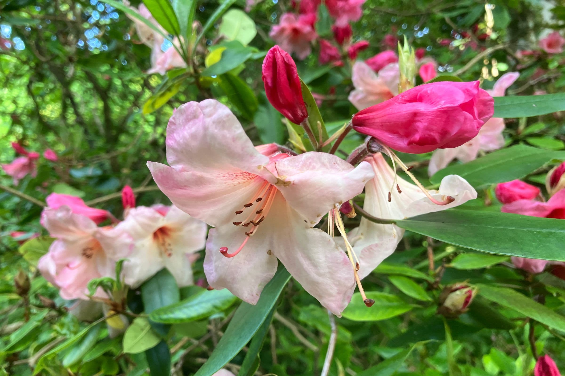 Getting Started with BotanicalMapper