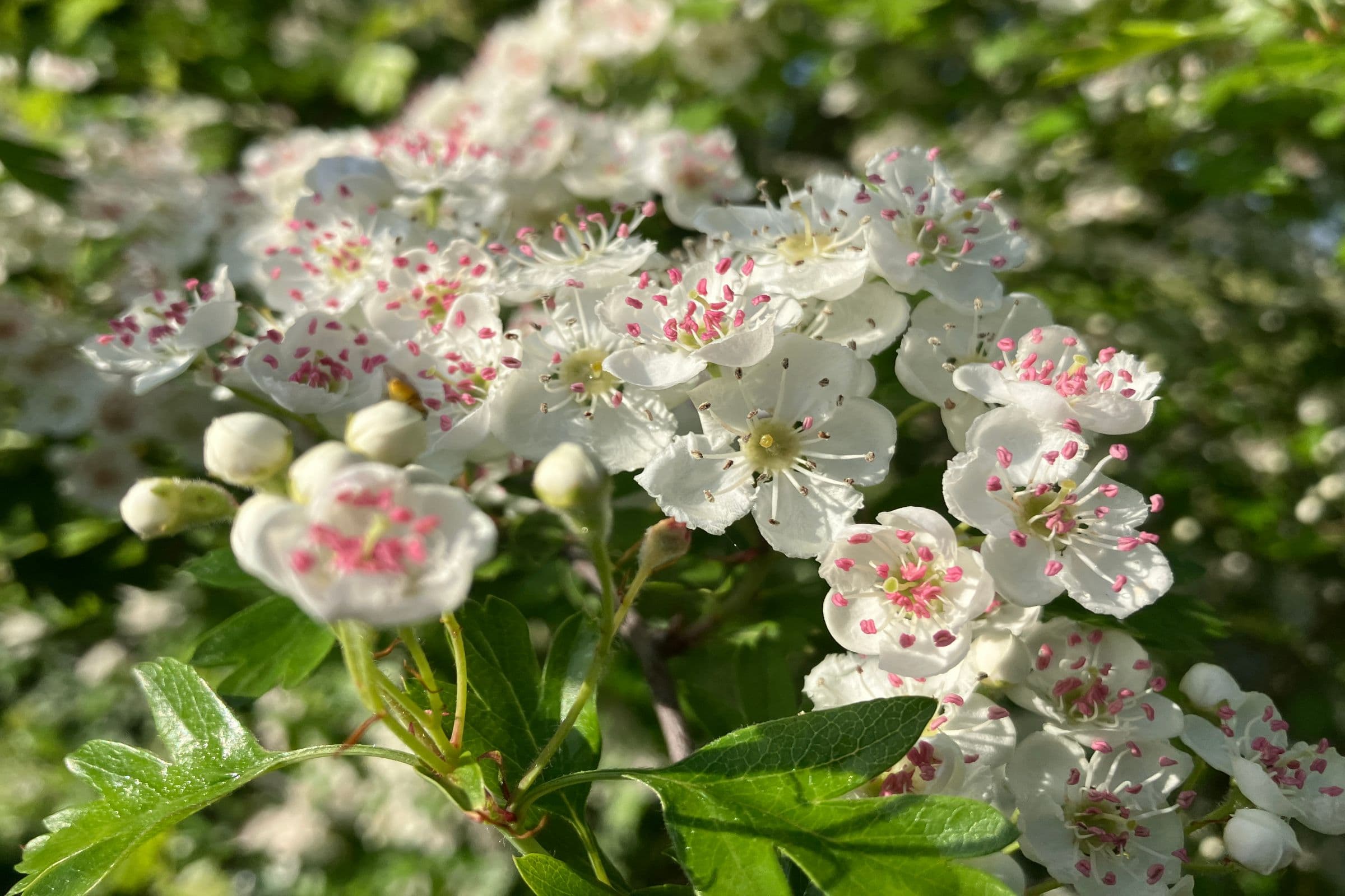 Managing a Historic Plant Collection